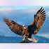 Eagle Spreading Its Wings Diamond Painting