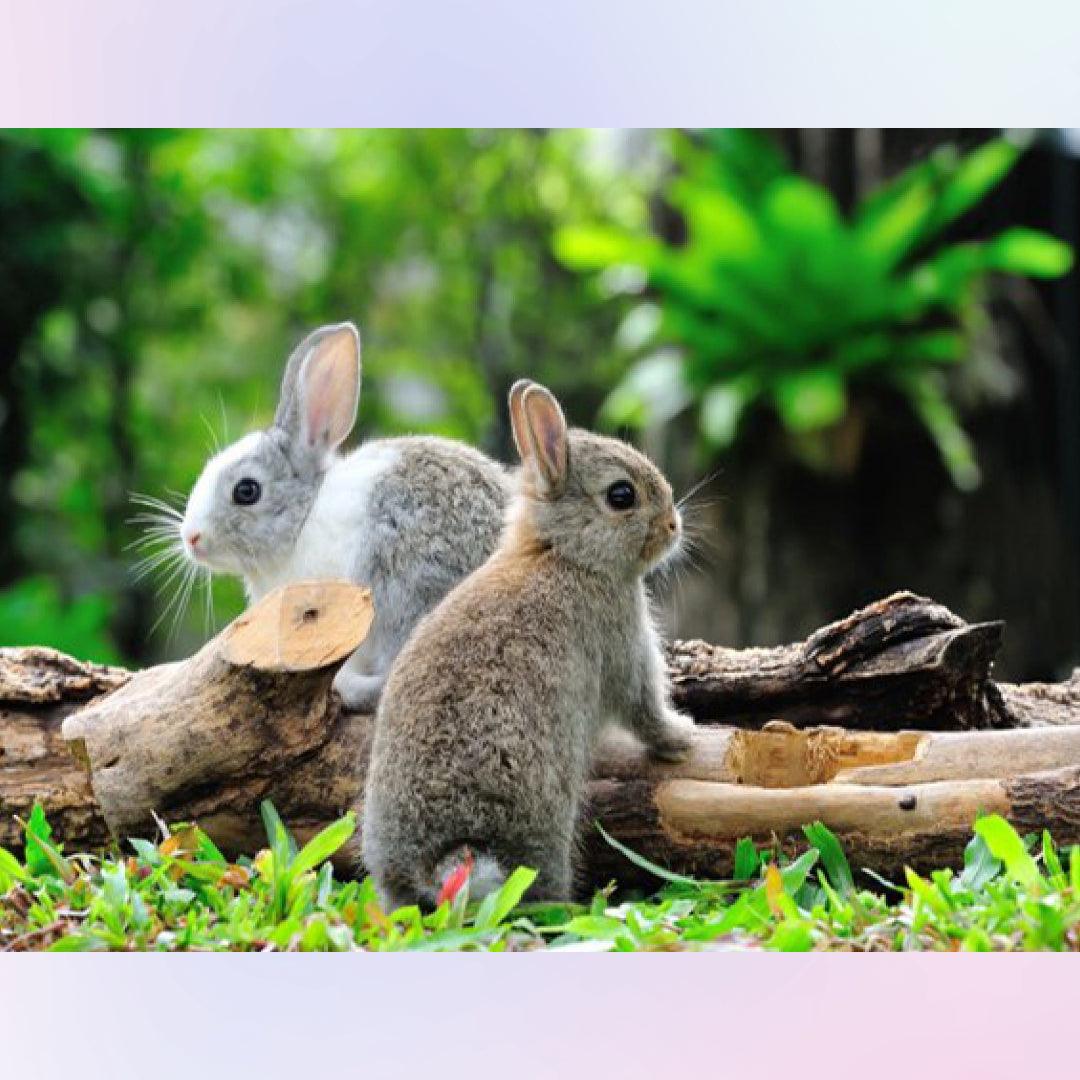 Cute Rabbits Seeking for Something Diamond Painting