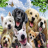 Dogs Group Diamond Painting